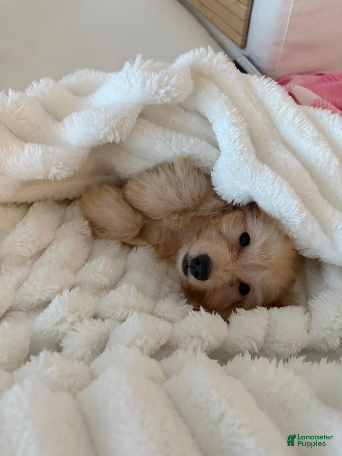 Miniature Dachshund dogs for sale: Miniature Dachshund 1 - Ad 22
