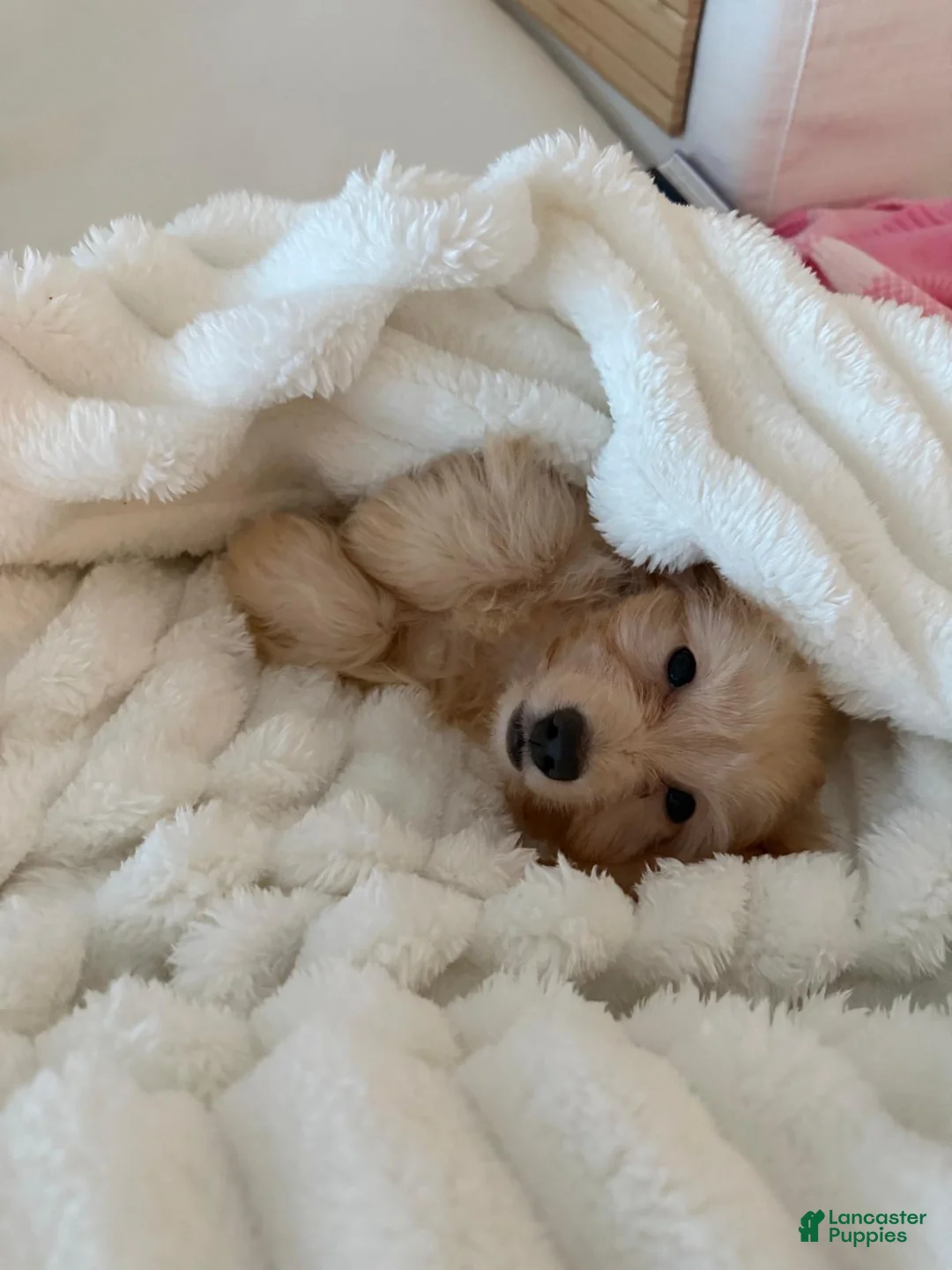Miniature Dachshund dogs for sale: Miniature Dachshund 1 - Ad 1