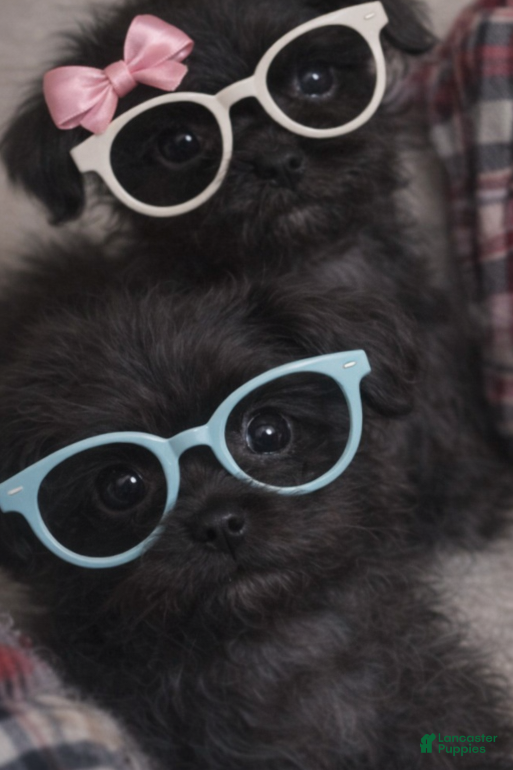 Shihpoo dogs Shihpoo Puppy 3 - Ad 2