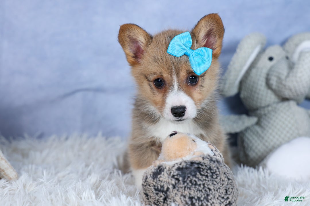 Welsh Corgi Pembroke dogs for sale: Ace - Ad 6