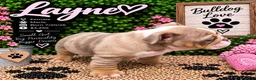 English Bulldog dogs for sale: Layne - Ad 5