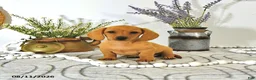 Miniature Dachshund dogs for sale: Oscar - Ad 3