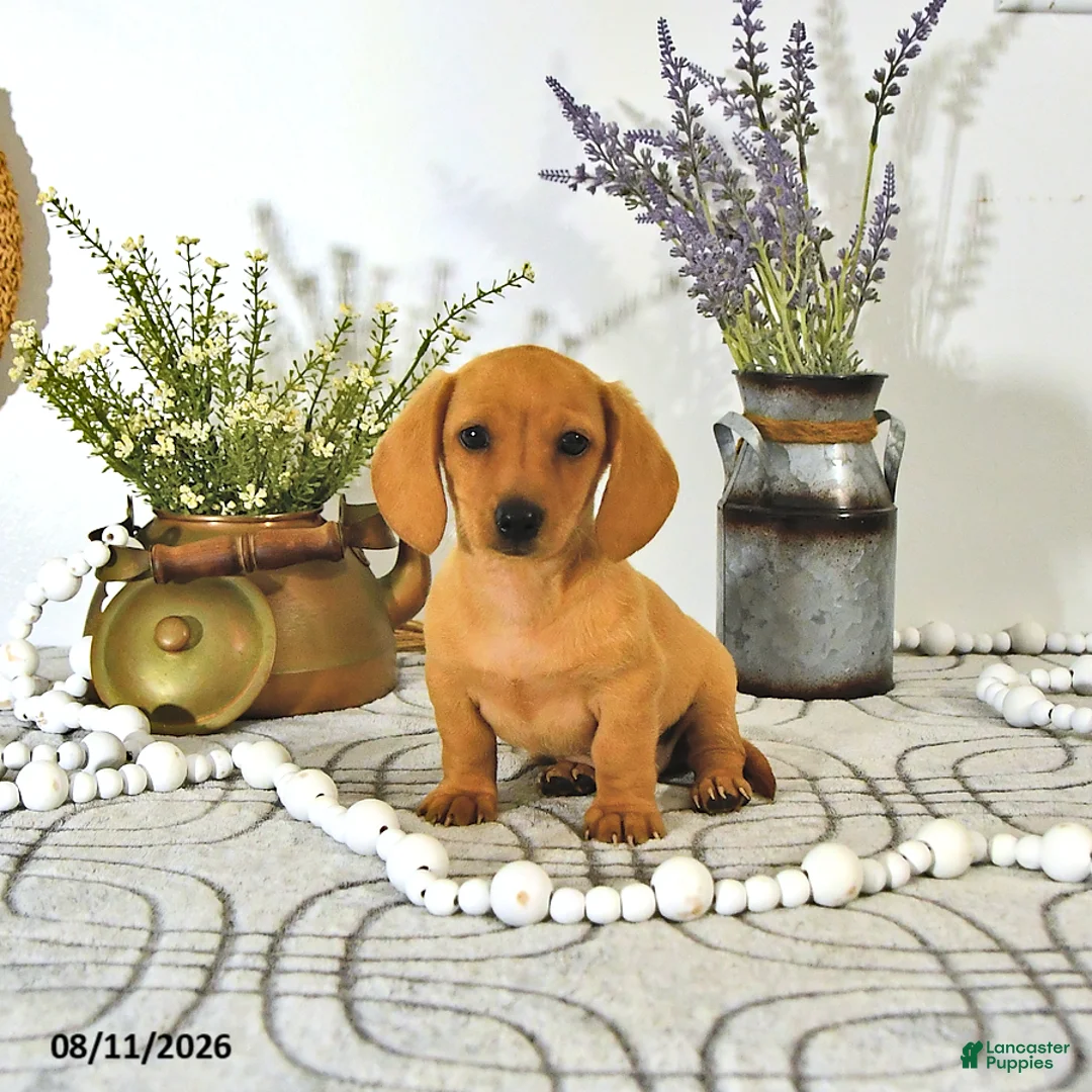 Miniature Dachshund dogs for sale: Oscar - Ad 1