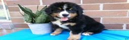 Bernese Mountain Dog dogs for sale: Teresa - Ad 2