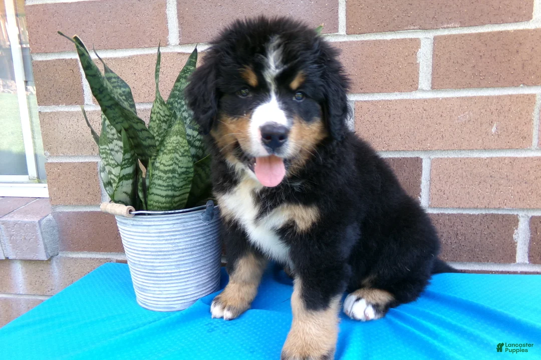 Bernese Mountain Dog dogs for sale: Teresa - Ad 2
