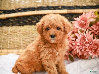 Miniature Labradoodle dogs - Ad 14