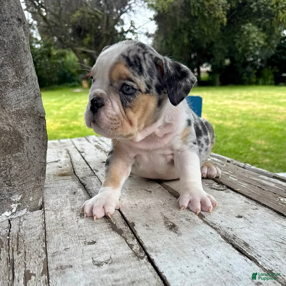 English Bulldog dogs Venom - Ad 1