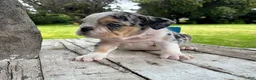 English Bulldog dogs for sale: Venom - Ad 1
