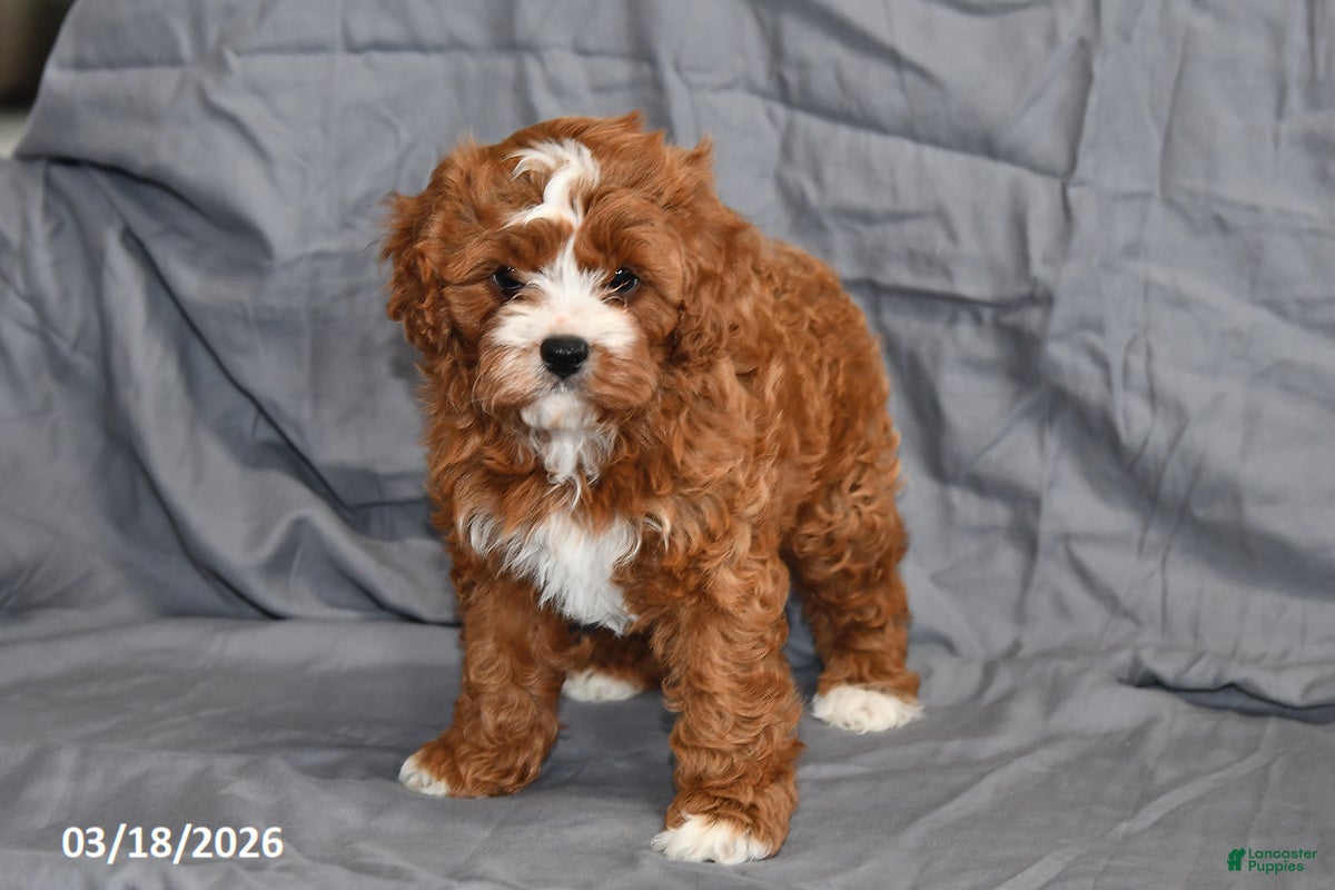 Cavapoo dogs Natalie - Ad 1