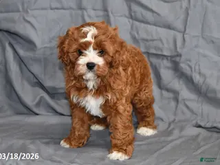 Cavapoo dogs for sale: Natalie - Ad 1