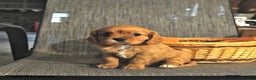 Cavalier King Charles Spaniel dogs for sale: Winston - Ad 1
