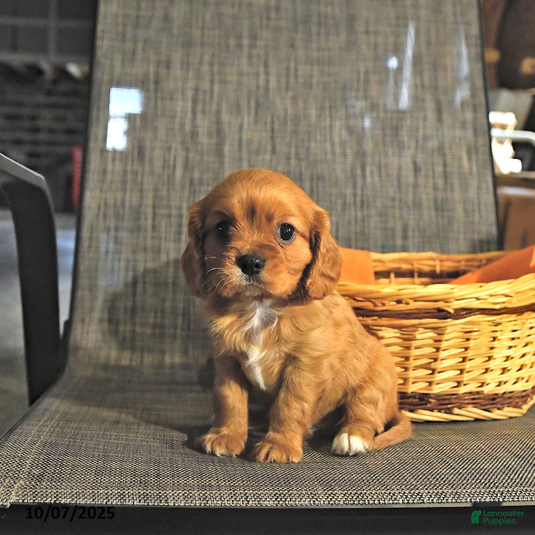 Cavalier King Charles Spaniel dogs for sale: Winston - Ad 1