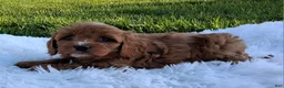 Cavapoo dogs for sale: Oakley - Ad 2