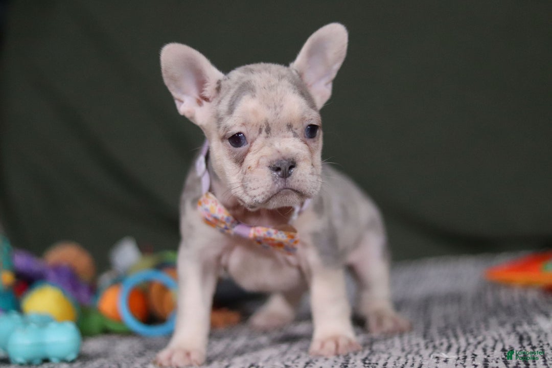 French Bulldog dogs for sale: Jayla - Ad 2