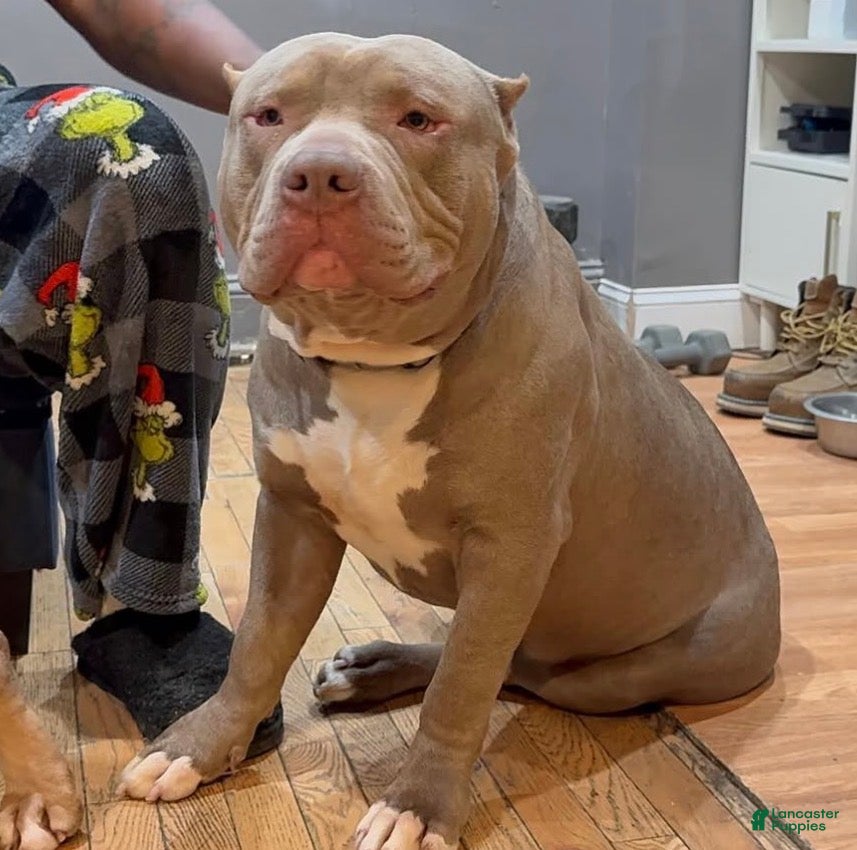 American Bully dogs Mr. Freckles - Ad 2
