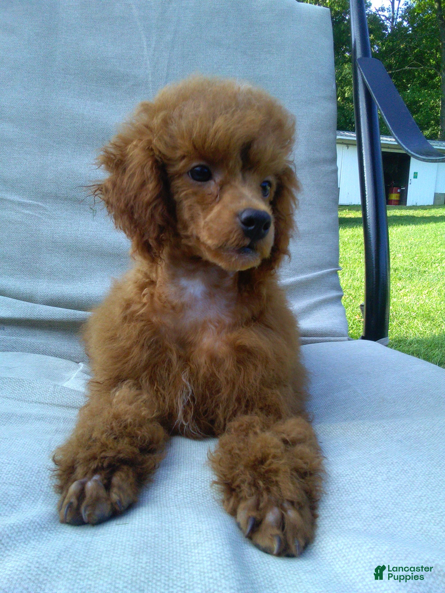 Miniature Poodle dogs Denver  💕🐶 - Ad 2
