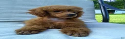 Miniature Poodle dogs for sale: Denver  💕🐶 - Ad 1