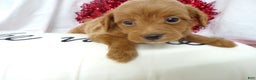 Goldendoodle dogs for sale: Boston - Ad 1