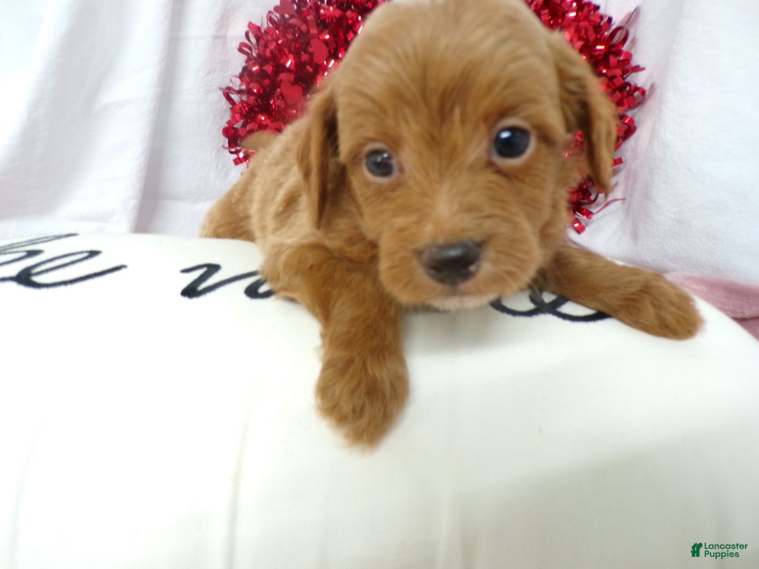 Goldendoodle dogs for sale: Boston - Ad 1