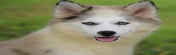Pomsky dogs for sale: Marshmellow - Ad 10