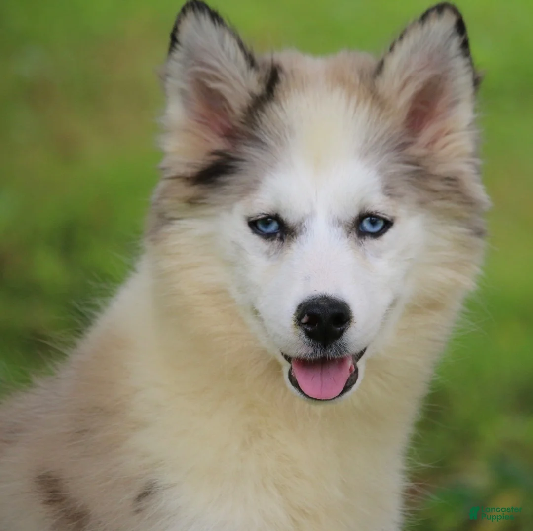 Pomsky dogs for sale: Marshmellow - Ad 10