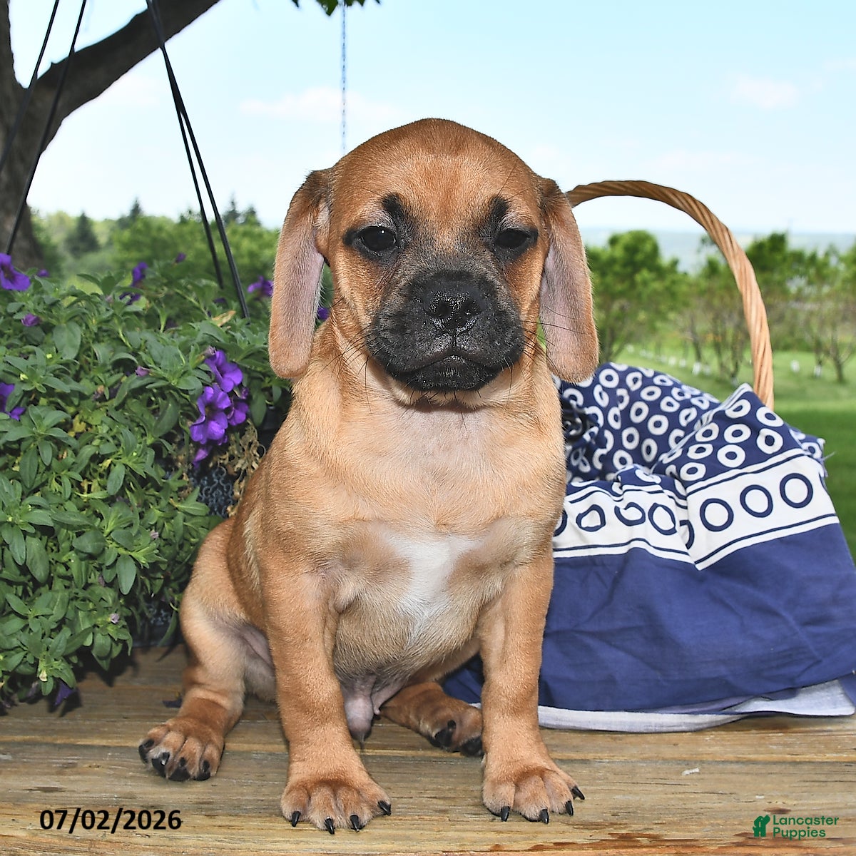Puggle dogs Stardust    - Ad 1