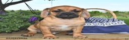 Puggle dogs for sale: Stardust    - Ad 1