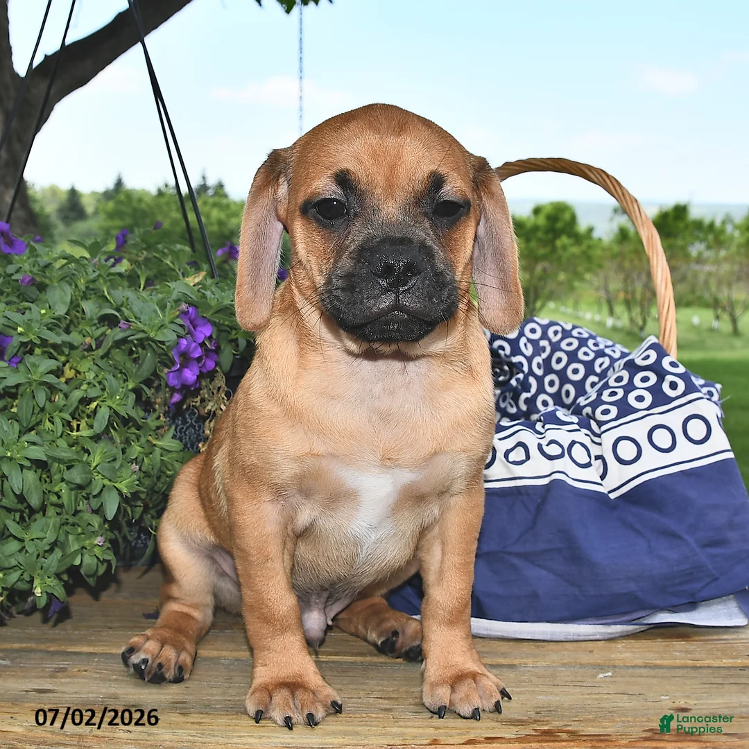 Puggle dogs for sale: Stardust    - Ad 1