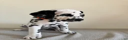 Dalmatian dogs for sale: Dalmatian Puppy 5 - Ad 1