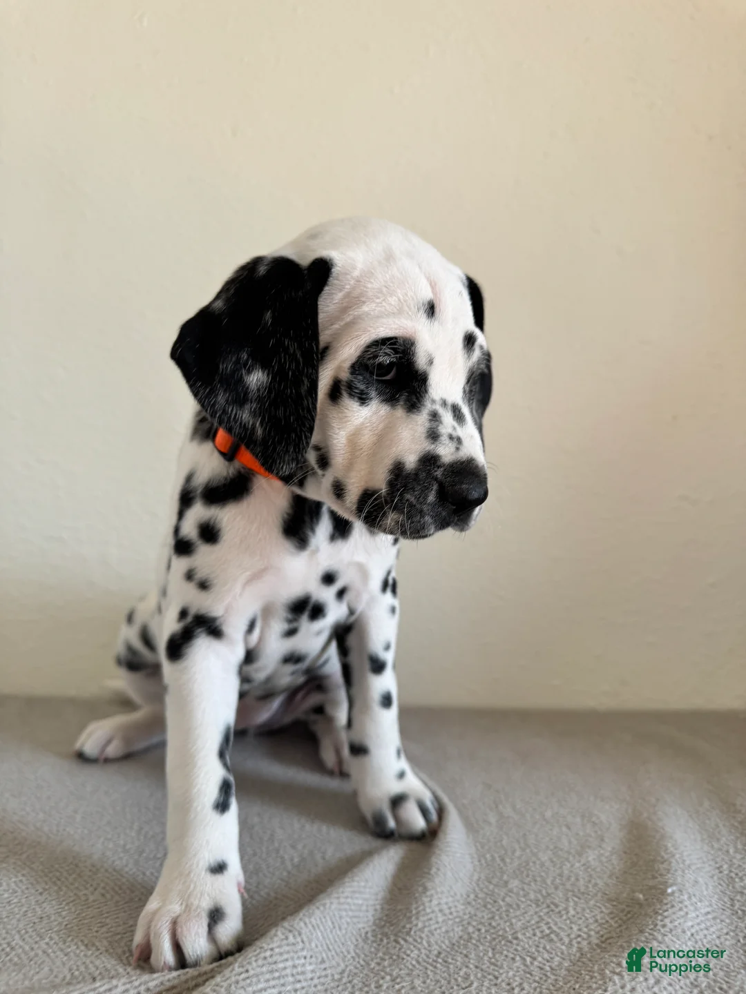 Dalmatian dogs for sale: Dalmatian Puppy 5 - Ad 1