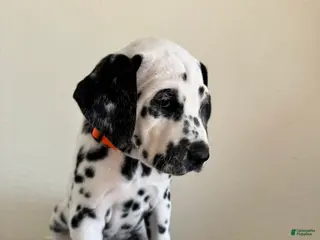 Dalmatian dogs Dalmatian Puppy 5 - Ad 5