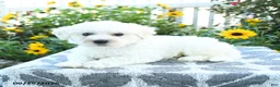 Bichon Frise dogs for sale: Blackberry - Ad 3