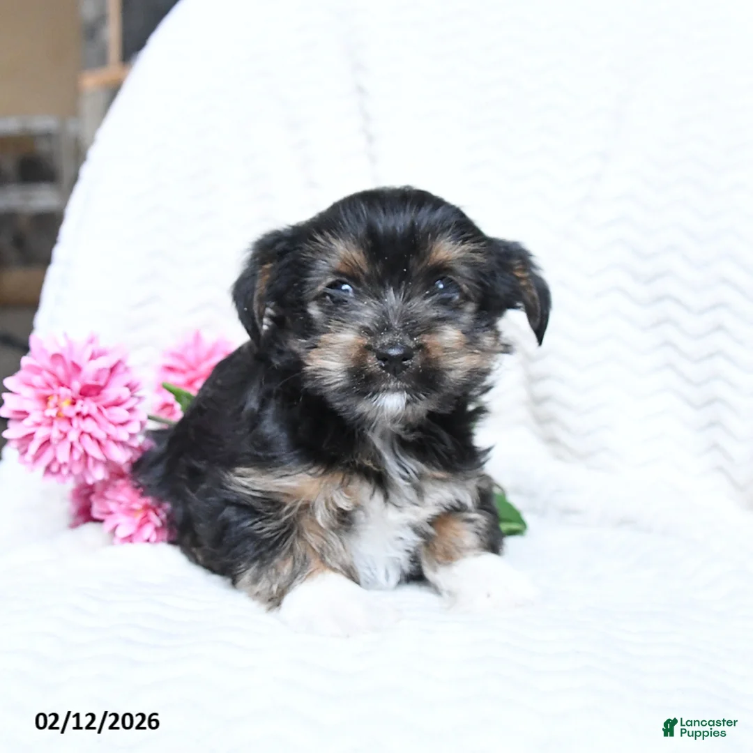 Yorkshire Terrier dogs for sale: Max - Ad 3