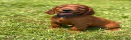 Irish Setter dogs for sale: Dark blue collar  - Ad 1