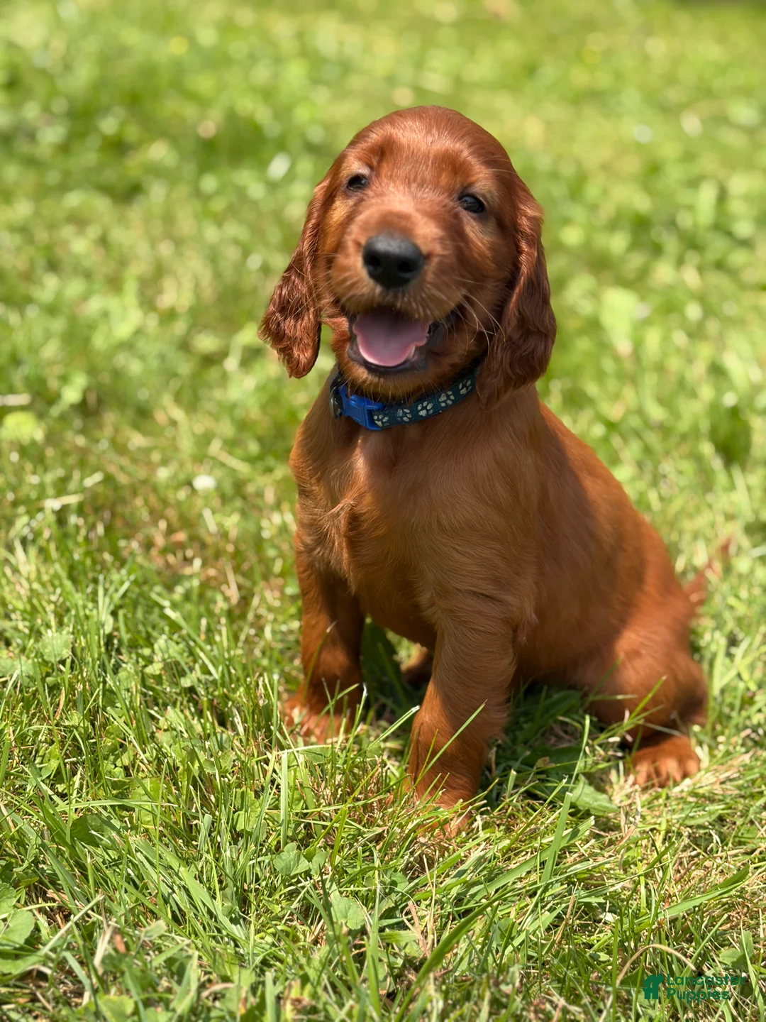 Irish Setter dogs for sale: Dark blue collar  - Ad 1