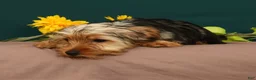 Yorkshire Terrier dogs for sale: Lilibet - Ad 9