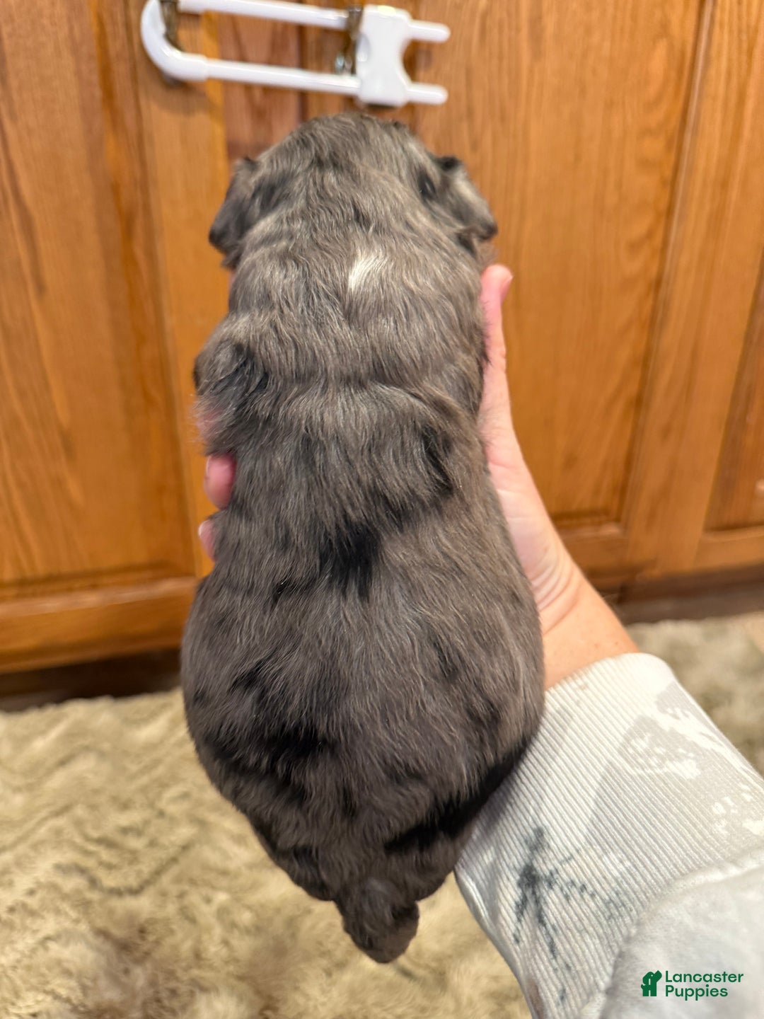 Goldendoodle dogs for sale: Malcom - Ad 2