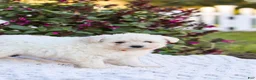 Mixed Breed dogs for sale: Pixel - Ad 5