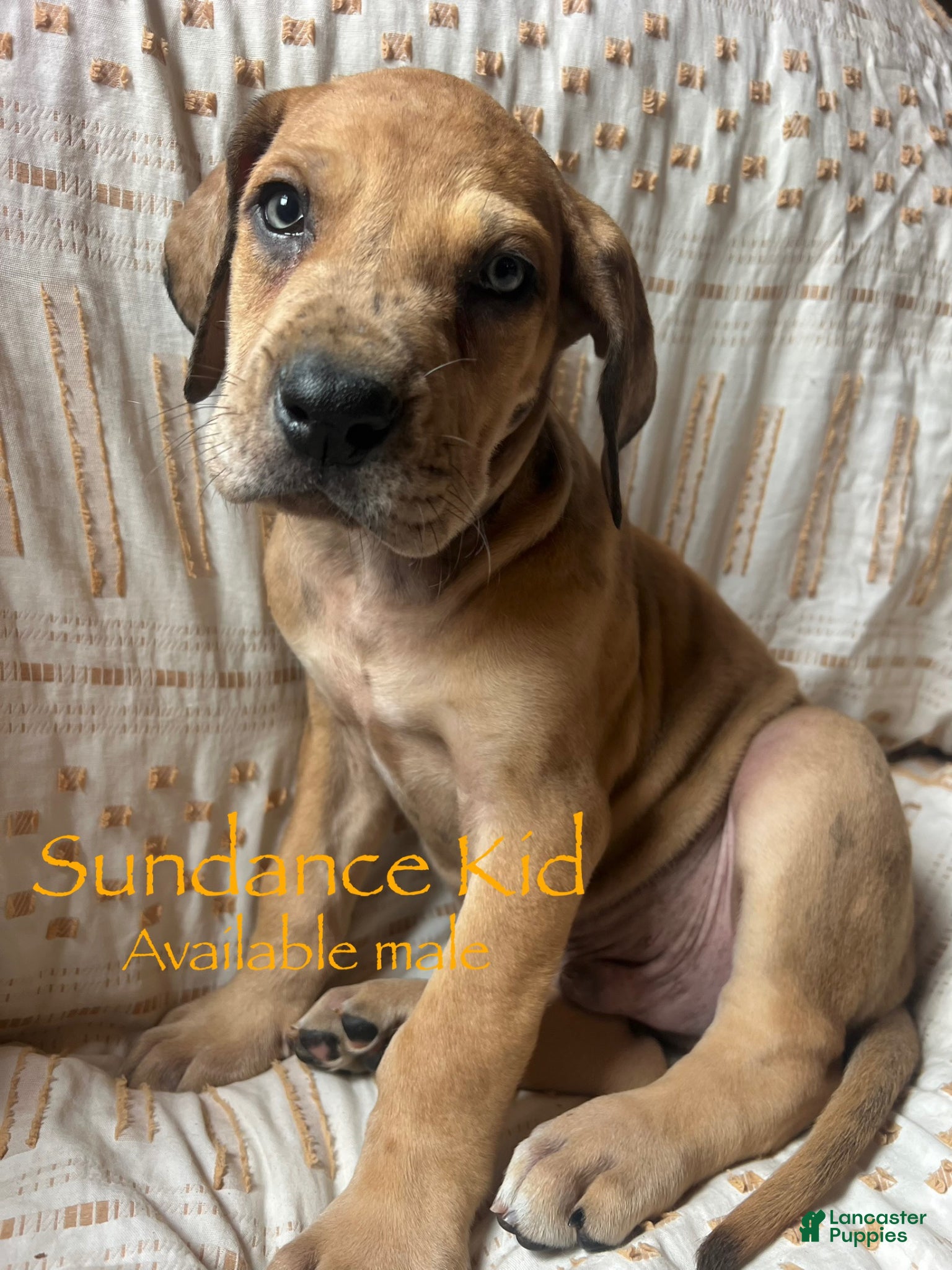 Great Dane dogs The Sundance kid - Ad 10