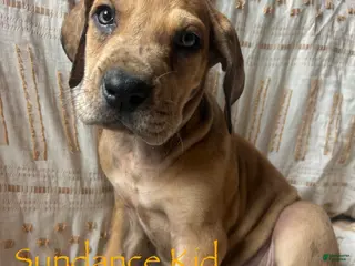 Great Dane dogs The Sundance kid - Ad 10