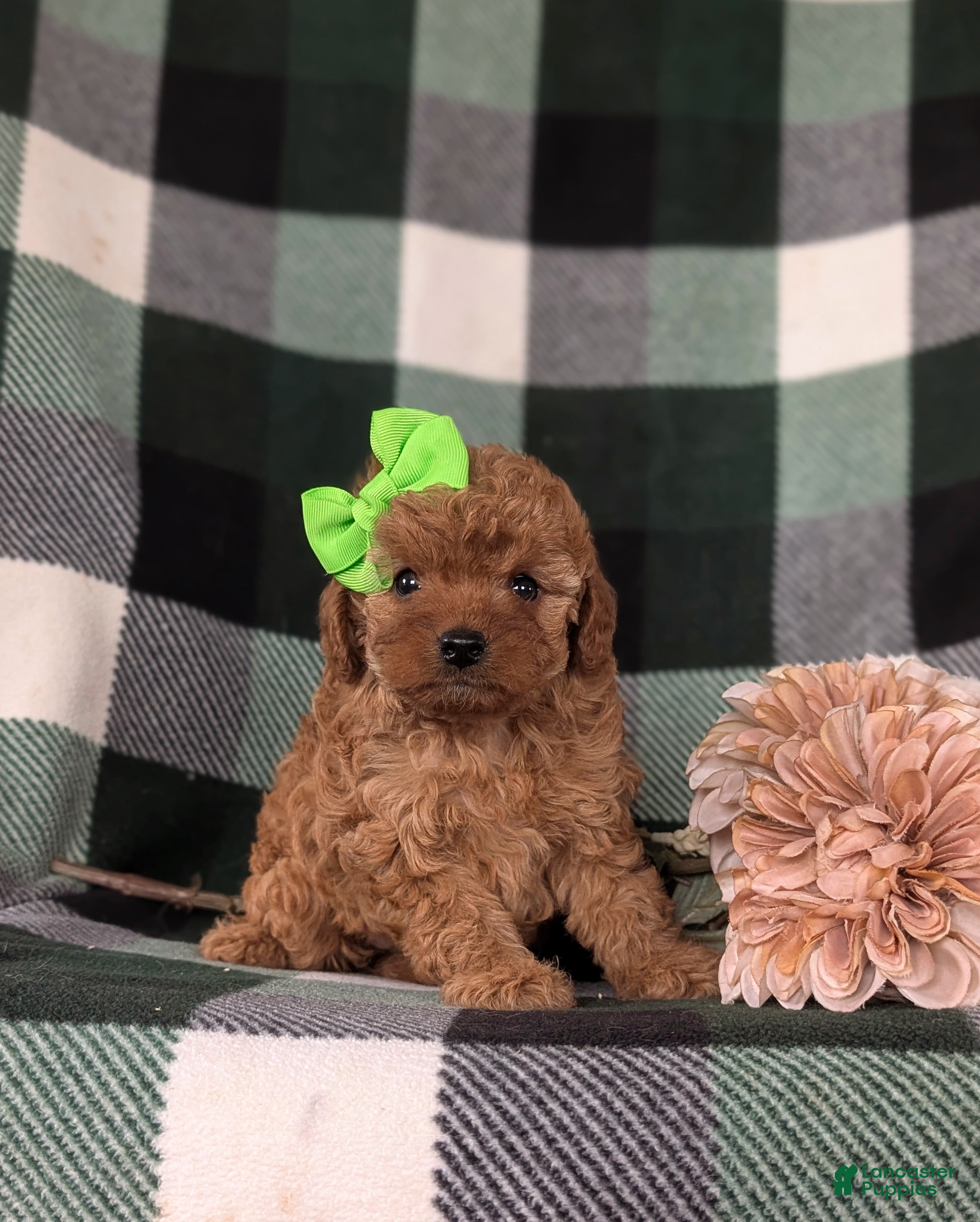 Cavapoo dogs Ivy - Ad 1