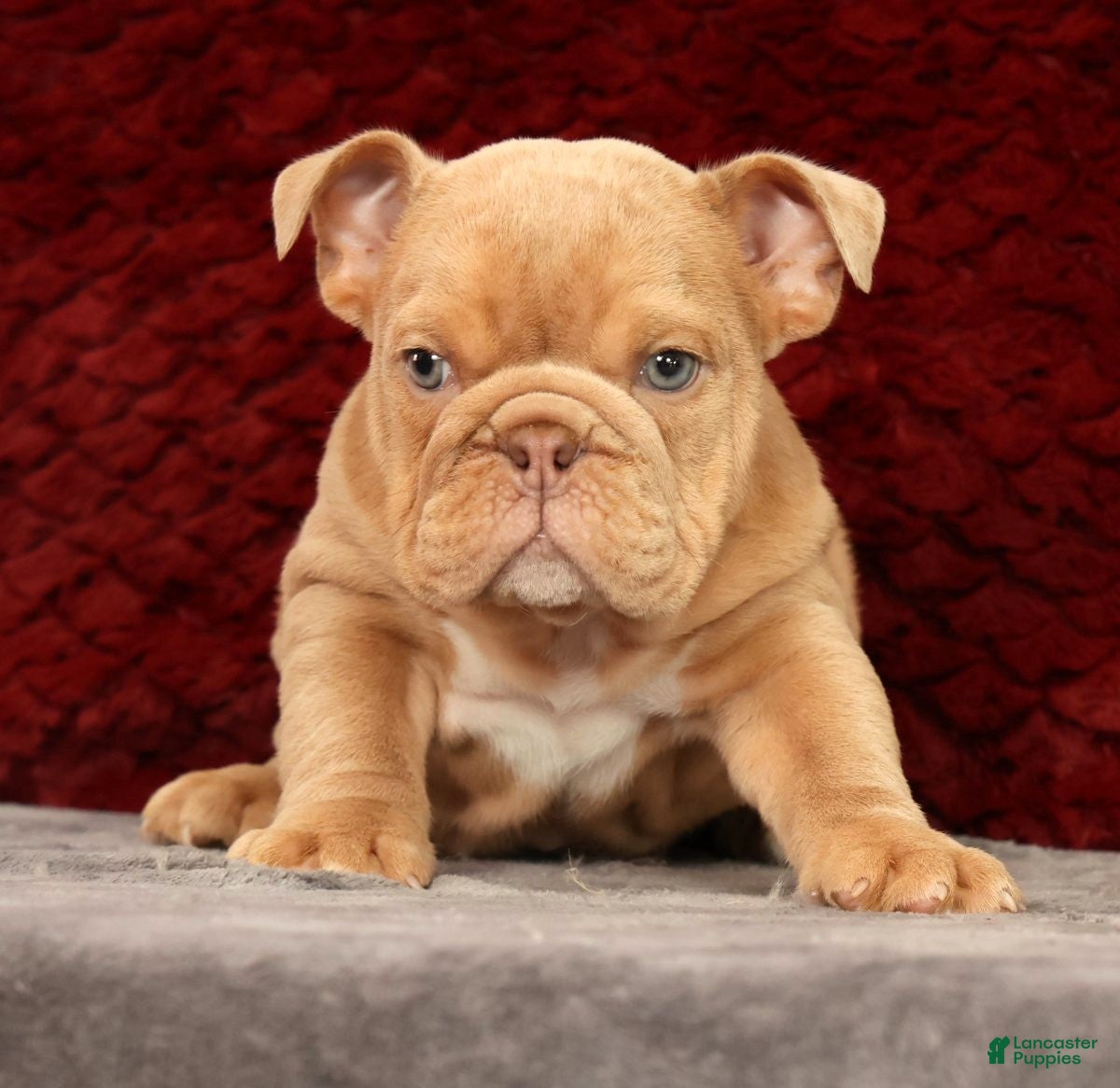 English Bulldog dogs for sale: Gus - Ad 9
