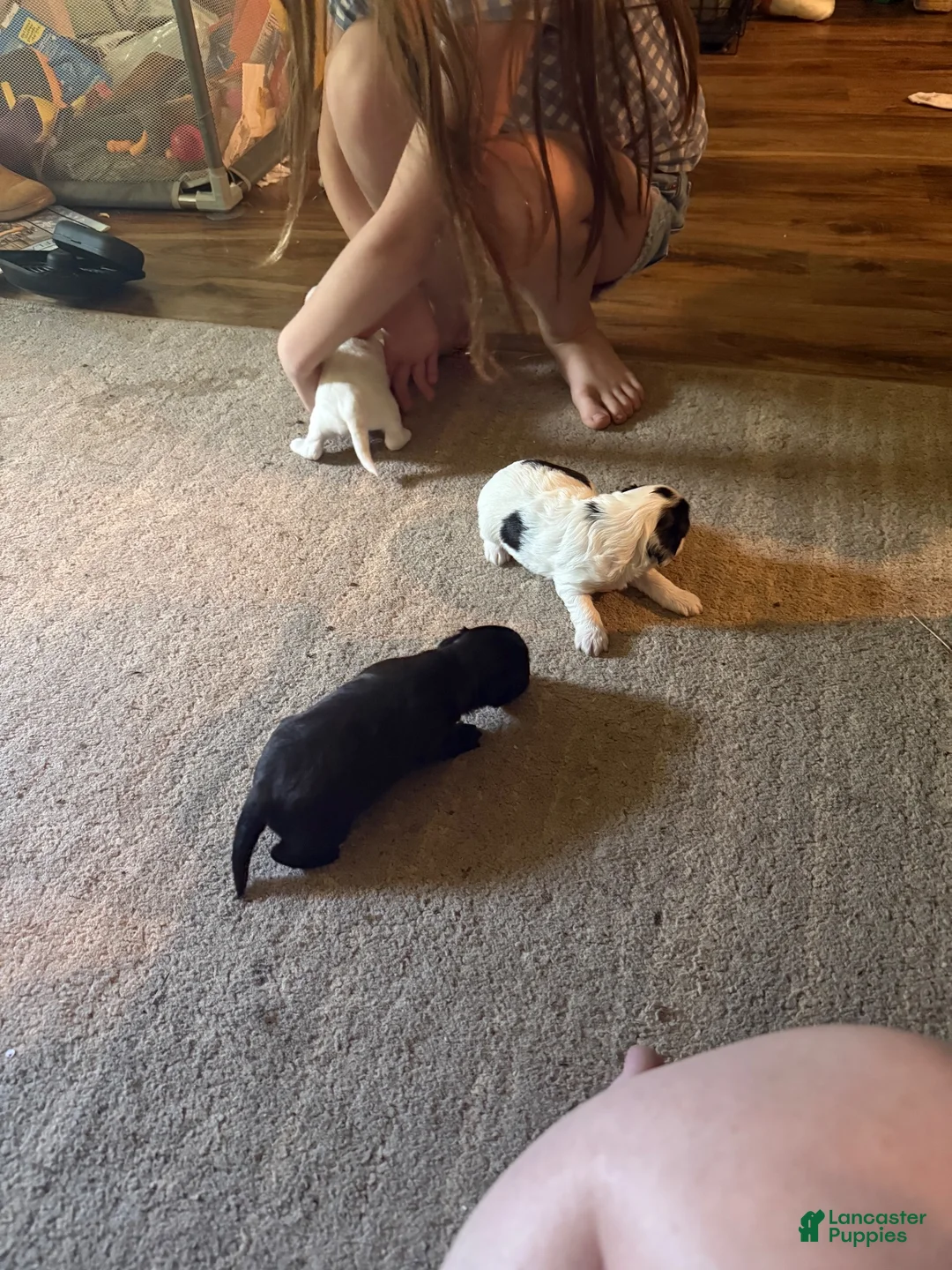 Bichpoo dogs for sale: Hershey - Ad 28