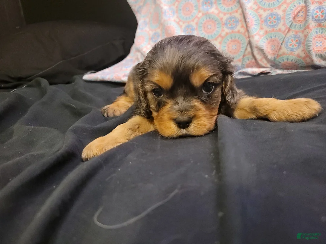 Cavalier King Charles Spaniel dogs for sale: Damon - Ad 2