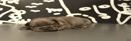 French Bulldog dogs for sale: French Bulldog 4 - Ad 17