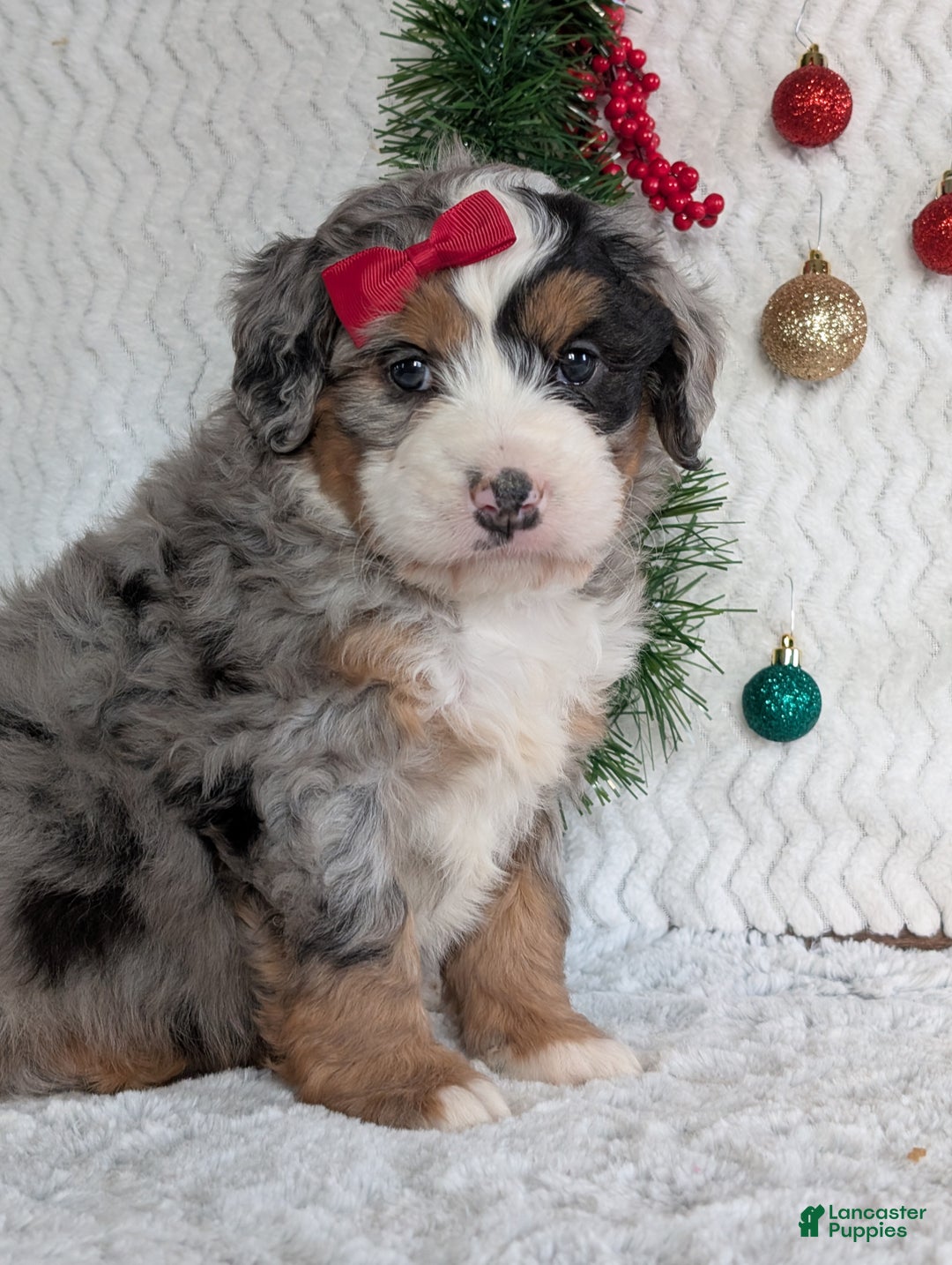 Mini Bernedoodle dogs for sale: Mini River - Ad 6
