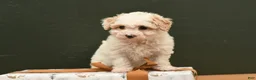 Bichpoo dogs for sale: Bailey - Ad 6