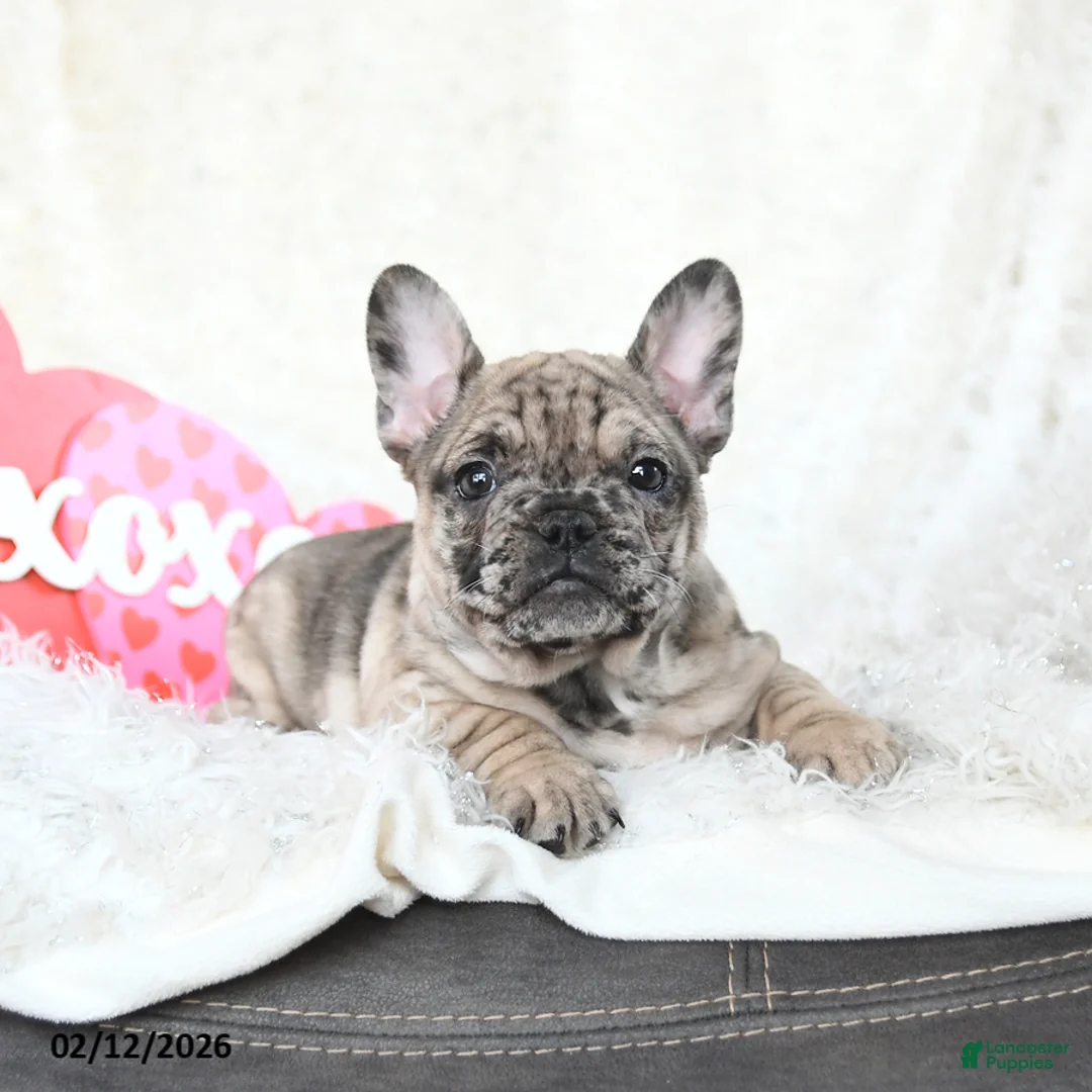 French Bulldog dogs for sale: Havana - Ad 2