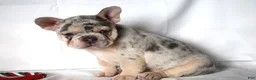 French Bulldog dogs for sale: Thea - Ad 5
