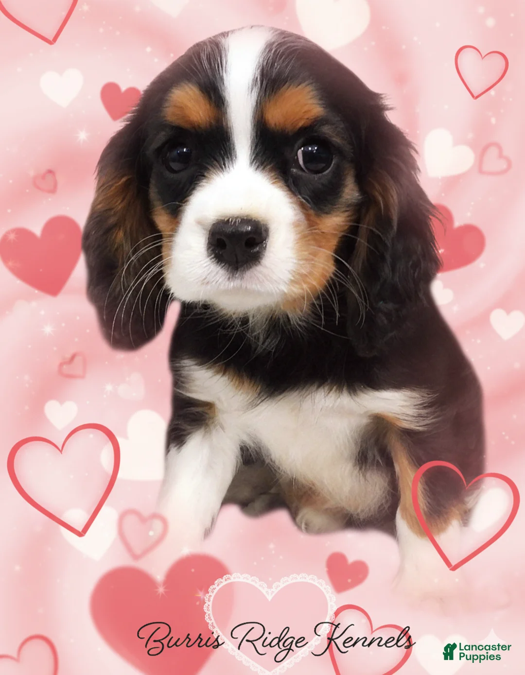 Cavalier King Charles Spaniel dogs for sale: Cavalier King Charles Spaniel Puppy 1 - Ad 1